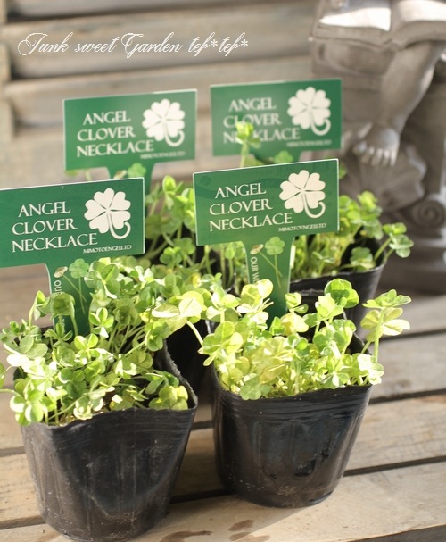 <i>Trifolium repens</i><BR><BR>�ߤ�ȱ�ݥ��ꥸ�ʥ롪<BR>��֡��������С�<BR>ŷ�ȤΥԥ����إͥå��쥹��