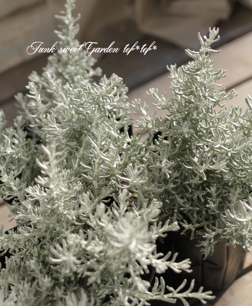 �إꥯ�ꥵ�� �إɥ�ա������ꥫ���