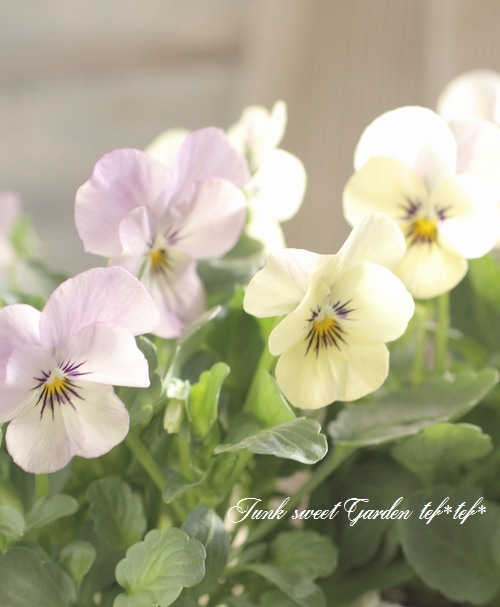 i>Viola×wittrockiana </i><BR><BR>SSセレクションビオラ<BR