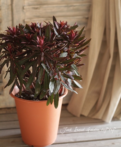 I Euphorbia X Martinii Black Bird I Br Br 常緑 格好イイお花 Br ユーフォルビア Br ブラックバード すべての商品 Junk Sweet Garden Tef Tef