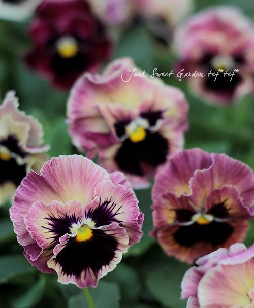 <i>Viola��wittrockiana</i><BR><BR�ե��ѥ󥸡�<BR>�եꥺ�륷����<BR>�إѥå����ե롼�ġ�