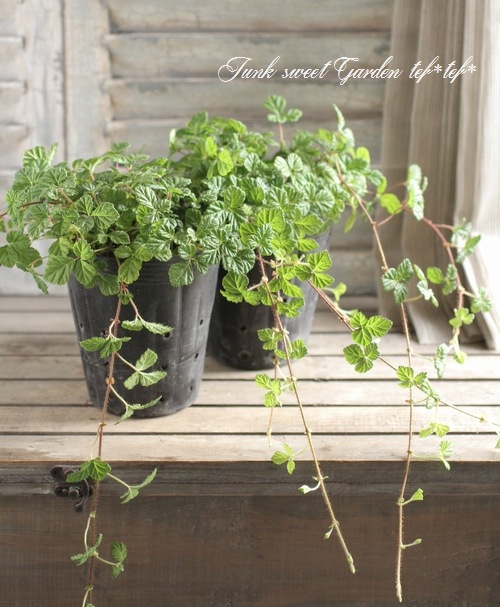 <i>rubus napaulensis'</i><BR><BR>դ<BR>֥إץݡ