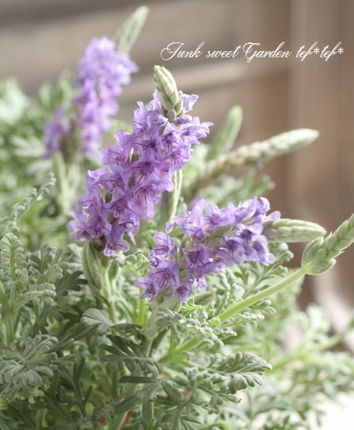 <i>Lavandula multifida</i><BR><BR>졼٥<BR>ޥ쥯إ֥롼