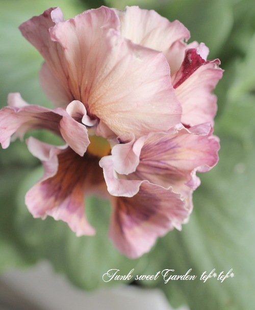 �ե��ѥ󥸡����ե�եꡡ�إͥ������ƥ���