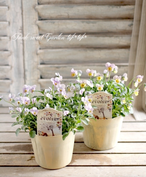 進化を続ける育種家ビオラ 『evolve -エボルベ-』極小輪花 | すべての