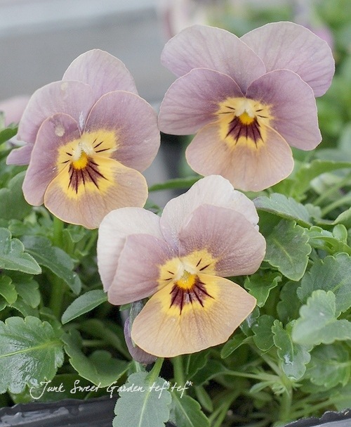 i>Viola×wittrockiana </i><BR><BR>アンティークカラーのビオラ<BR