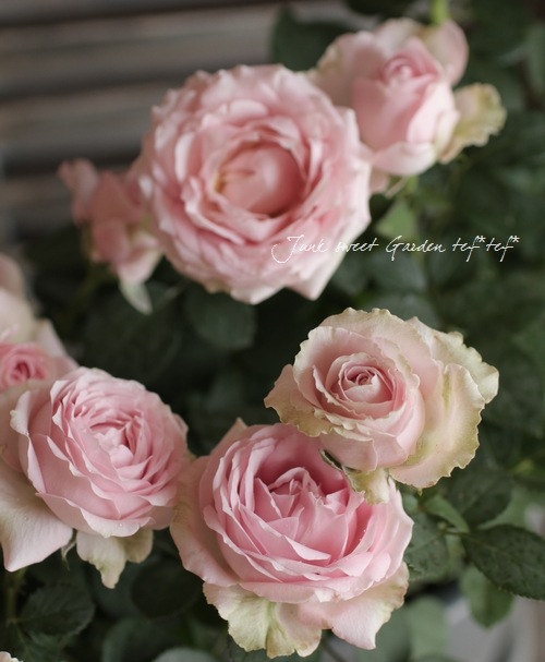 I Rosa Min Infinity I Br Br 開花期が長い ミニバラ Br インフィニティ ピンク すべての商品 Junk Sweet Garden Tef Tef I Rosa Min Infinity I Br Br 開花期が長い ミニバラ Br インフィニティ ピンク すべての商品 Junk Sweet Garden Tef Tef