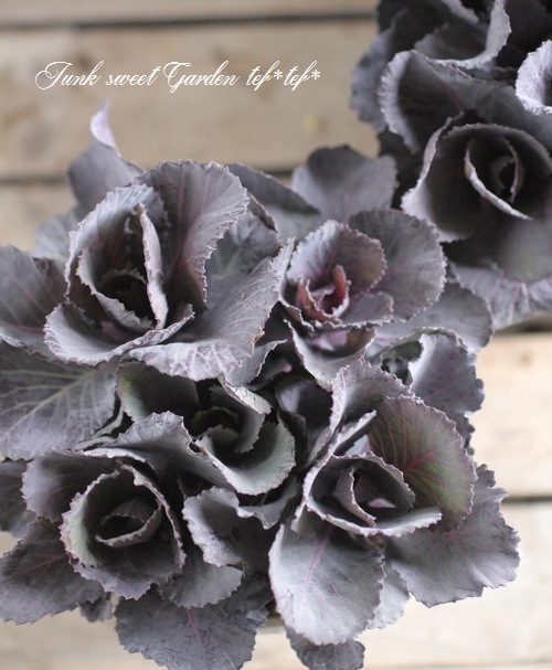 <i>Brassica</i><BR><BR>tef*tef*̥֡Ωơ<BR>С꡼ղð<BR>إ륭ѡ