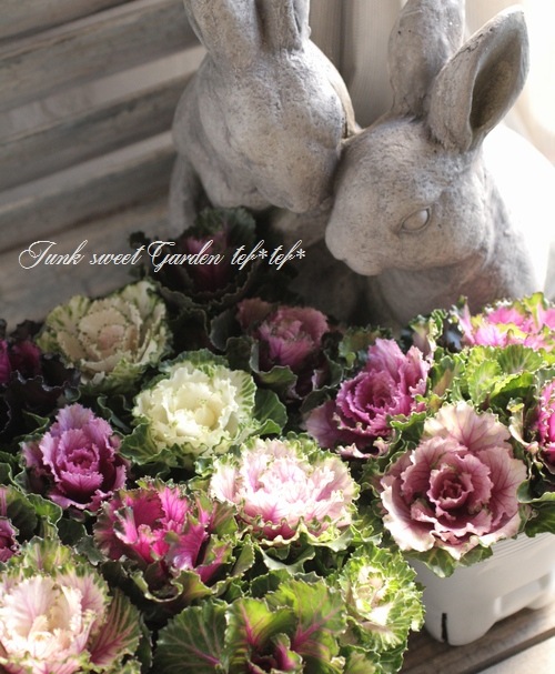 <i>Brassica</i><BR><BR>tef*tef*���̥֡�����Ω�ơ�<BR>�Ȥ���ա����饭���ղ�ð<BR>�ظ��ҡ��ե����ա�