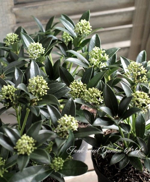 <i>Skimmia japonica</i><BR><BR>Ѵ<BR>ʼߥ<BR>إå 饤ǥ եåɡ