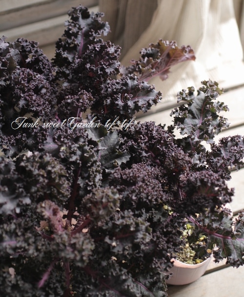 ե󥸤λ祱롡إѡץݥåס