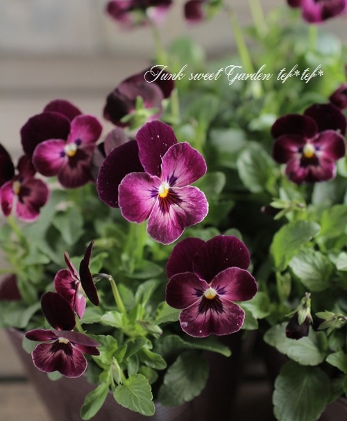 <i>Viola��wittrockiana </i><BR><BR>��⤫�ӥ���<BR>�ؤ襤���⤫��