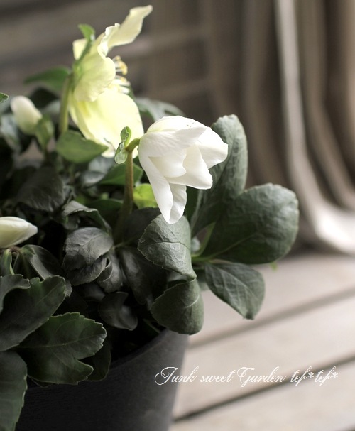 <i>Helleborus hybridus</i><BR><BR>���å��ʥ��ꥹ�ޥ�������<BR>�إ��票���