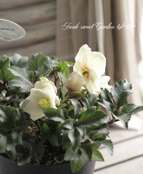 シックなクリスマスローズ 『シューティングスター』 | すべての商品