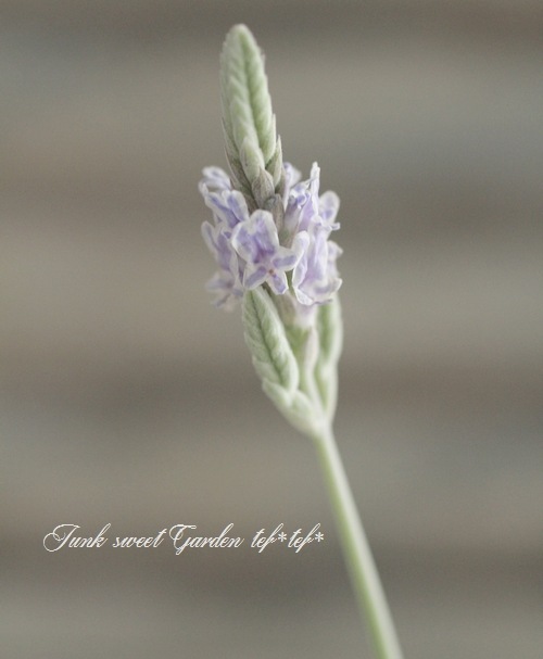 �졼����٥�����������Τ�������