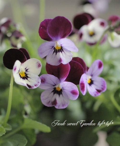<i>Viola��wittrockiana </i><BR><BR>�ߤ�ȥӥ��顦�ѥ��ƥ륿����<BR>�ؾ�����ץ���