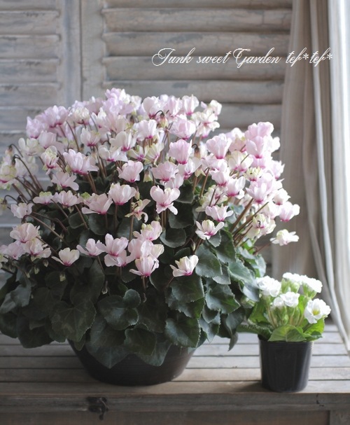 <i>Cyclamen persicum Mill</i><BR><BR>Ȭ�ź餭��������<BR>�褬���꡼��<BR>�إ��꡼��ƥ�����٥饤�ȥԥ�