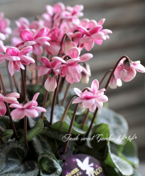 i>Cyclamen persicum Mill</i><BR><BR>八重咲きシクラメン<BR