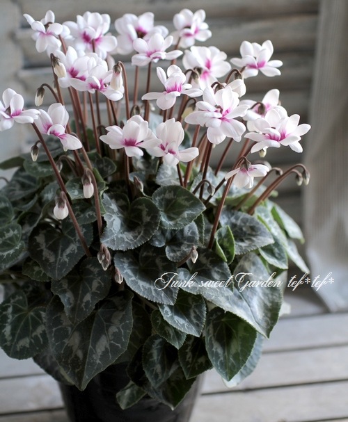 シクラメン シクラメン 6号鉢【シューベルト】: JA全農かながわ|【JAタウン