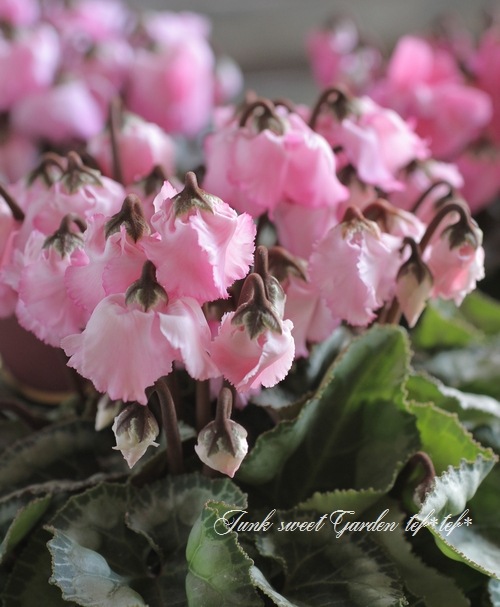 <i>Cyclamen persicum</i><BR><BR>>ܥΤ褦ʢ<BR>󡦥㥤<BR>إե졼