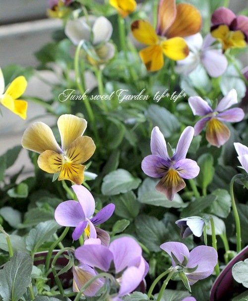 ���������Υ֥�������ӥ��顡��NOBUKO�����쥯�����١���ӥåȷ�