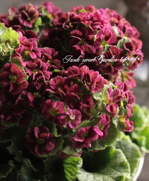 �ץ��顦���֥��˥���Ķ���������ʼ���إץꥫ��ȥ�٥ޥ��󥿿�