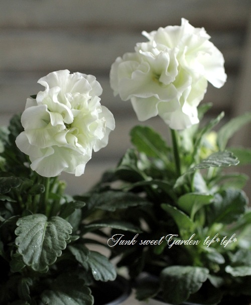 ドイリー1104❤️パンジーと八重咲き花✨2枚以上で2680円❣️ 八重咲きパンジー 『フェアリーチュール』 落合さん育種！『ドレスデン