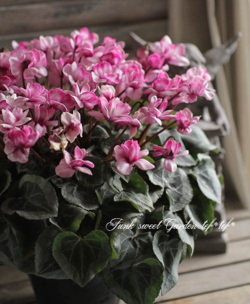 シクラメン シクラメン サンライズ｜WEBカタログ｜未来アグリス株式会社|未来