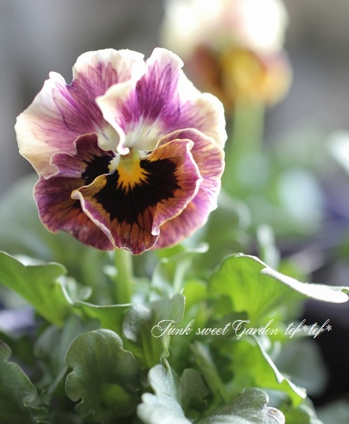 <i>Viola��wittrockiana </i><BR><BR>ʿ�͹��Ҥ���ӥ���<BR>�ؿ����ޥ��å���