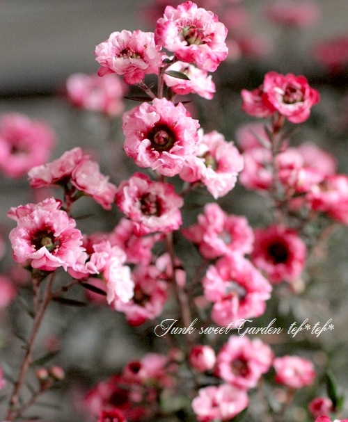 Ȭ�ź餭�����奦�Х� �إ��֥�ԥ󥯡� �����˶������в���