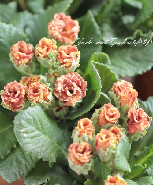 <i>Primula juriana hybrid</i><BR><BR>�ץ��顦����ꥢ��<BR> �إ�������