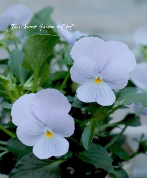 カレンさま2点おまとめ✨パオラフラーニ ブルーレーベル ワンピース アルパカ 状態A】ハンニャバル(OP02-083) {R} の通販・買取価格（ワンピースカード）