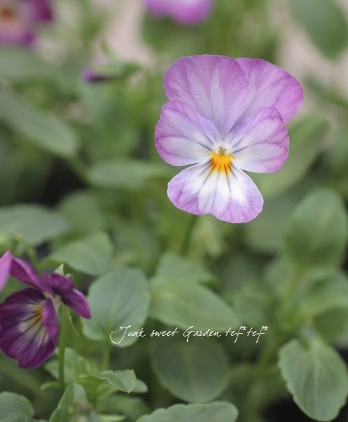 ビオラ　Viola i>Viola×wittrockiana </i><BR><BR>黒ビオラ<BR>『ミッドナイト