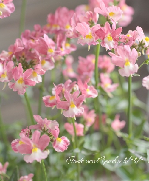 <i>Nemesia caerulea</i><BR><BR>������ݥ��ꥸ�ʥ�<BR>�ɺ��ͥ᥷�����ѥ��ƥ���<BR>�إ�������