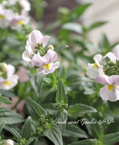 �ɺ��ͥ᥷�����᡼�ƥ뿷�ʼ� �إԥ󥭡����ߥ륭����