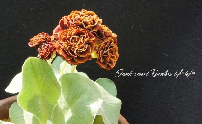 ���ʥץ��顦�����ꥭ��顡����������ɥ��֥�ϡ��إ����ꥢ�ࡦ�����