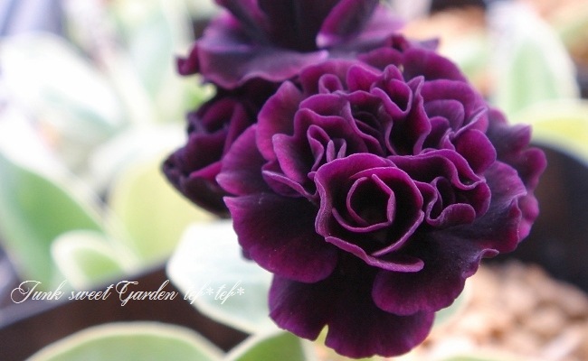 銘品プリムラ オーリキュラ スタンダードダブル系 ダブレット Flower Species プリムラ オーリキュラ Junk Sweet Garden Tef Tef 銘品プリムラ オーリキュラ スタンダードダブル系 ダブレット Flower Species プリムラ オーリキュラ Junk Sweet Garden Tef Tef
