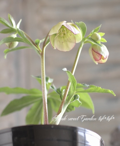 お買い得栽培用❗️ハイブリッドクリスマスローズ❤️8種セット　5号鉢 お買い得栽培用❗️ハイブリッドクリスマスローズ❤️8種セット