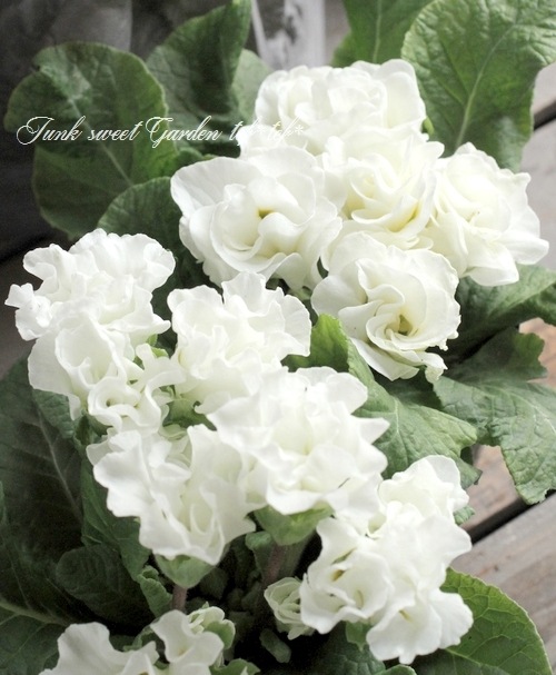 <i>Primula</i><BR><BR>ץ ꥢ<BR>餭ץ<BR>إѥ졼ɡ
