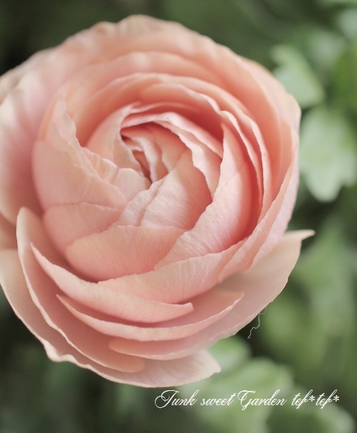 ラナンキュラス 『セレンディシリーズ』 | すべての商品 | | Junk