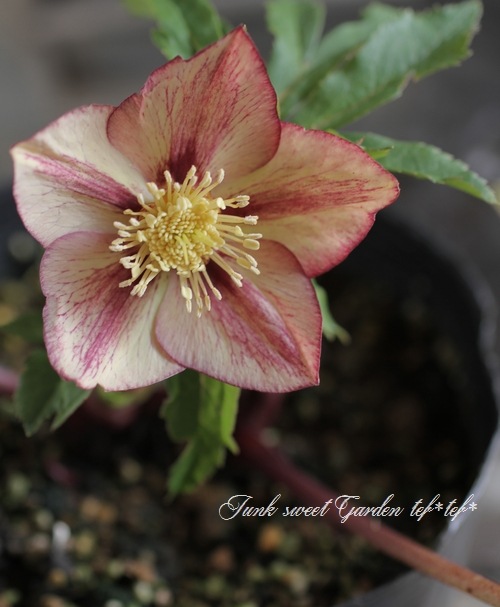 i>Helleborus</i><BR><BR>クリスマスローズ・開花株<BR>富山県・松浦