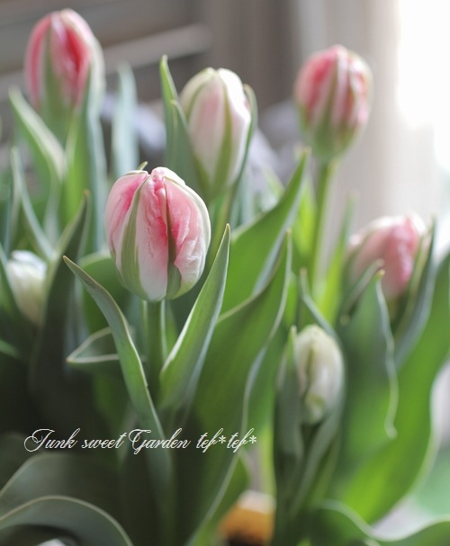 冷蔵処理で花持ち抜群！斑入り！八重！チューリップ 『フラッシュ