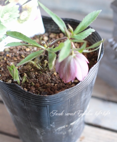 114 クリスマスローズ i>Helleborus</i><BR><BR>クリスマスローズ・開花株！<BR>『ダブル咲き