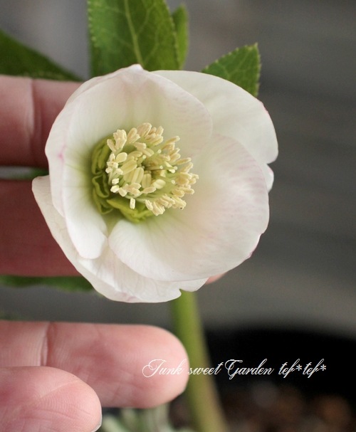 ±ࡦƣ<BR>ꥹޥֳ5ȭ<BR>ؤۤΤԥ󥯤ܤno.20