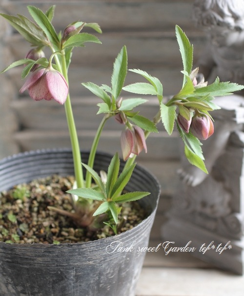 <i>Helleborus</i><BR>ꥹޥ<BR>¿񵸹<BR>DD2016no.78