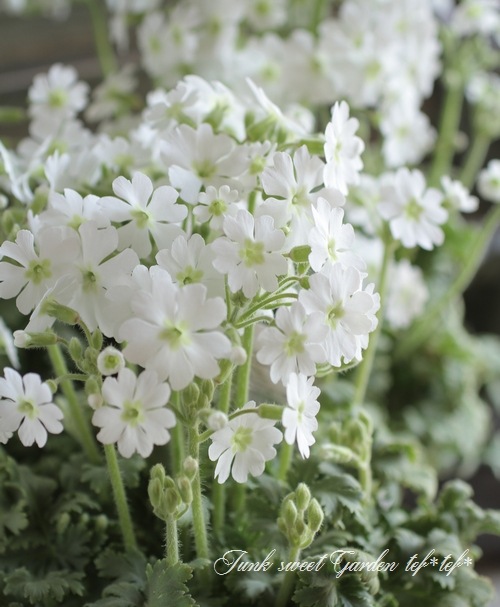 シナリー　CFP サクラン様 ClearChoice CLCH121-COMBO | DiscountFilters.com