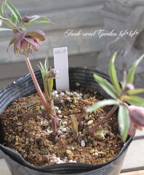 i>ナーセリー夢花人</i><BR><BR>三浦孝之氏作出<BR>クリスマスローズ