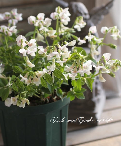 �������ɺ������ȥԡ����إ饷�饹���ۥ磻�ȡ��ԥ󥯡�