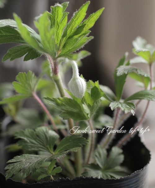 �����θ��異�ͥ�͡�����٥��ȥꥹ�إޥɥ�ʡ١إ��Ρ��ɥ��åס����ͥ�͡�