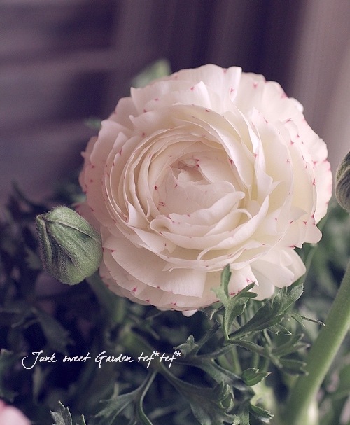 <i>Ranunculus asiaticus</i><BR><BR>�󤻿����ˤ������ᡪ<BR>��ʥ󥭥�饹<BR>�إۥ磻�ȥԥ󥯡�